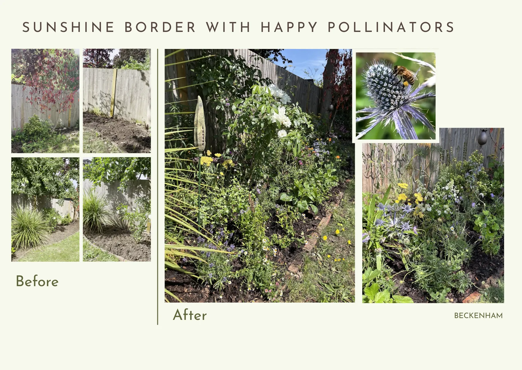 Sunshine border with happy pollinators — a Beckenham garden transformation showing before and after planting