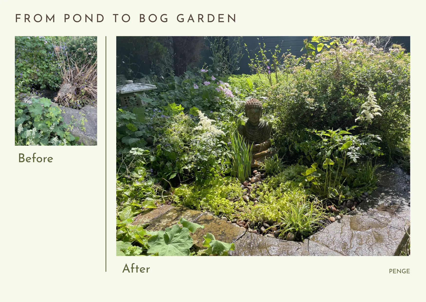 From pond to bog garden — a Penge garden transformation