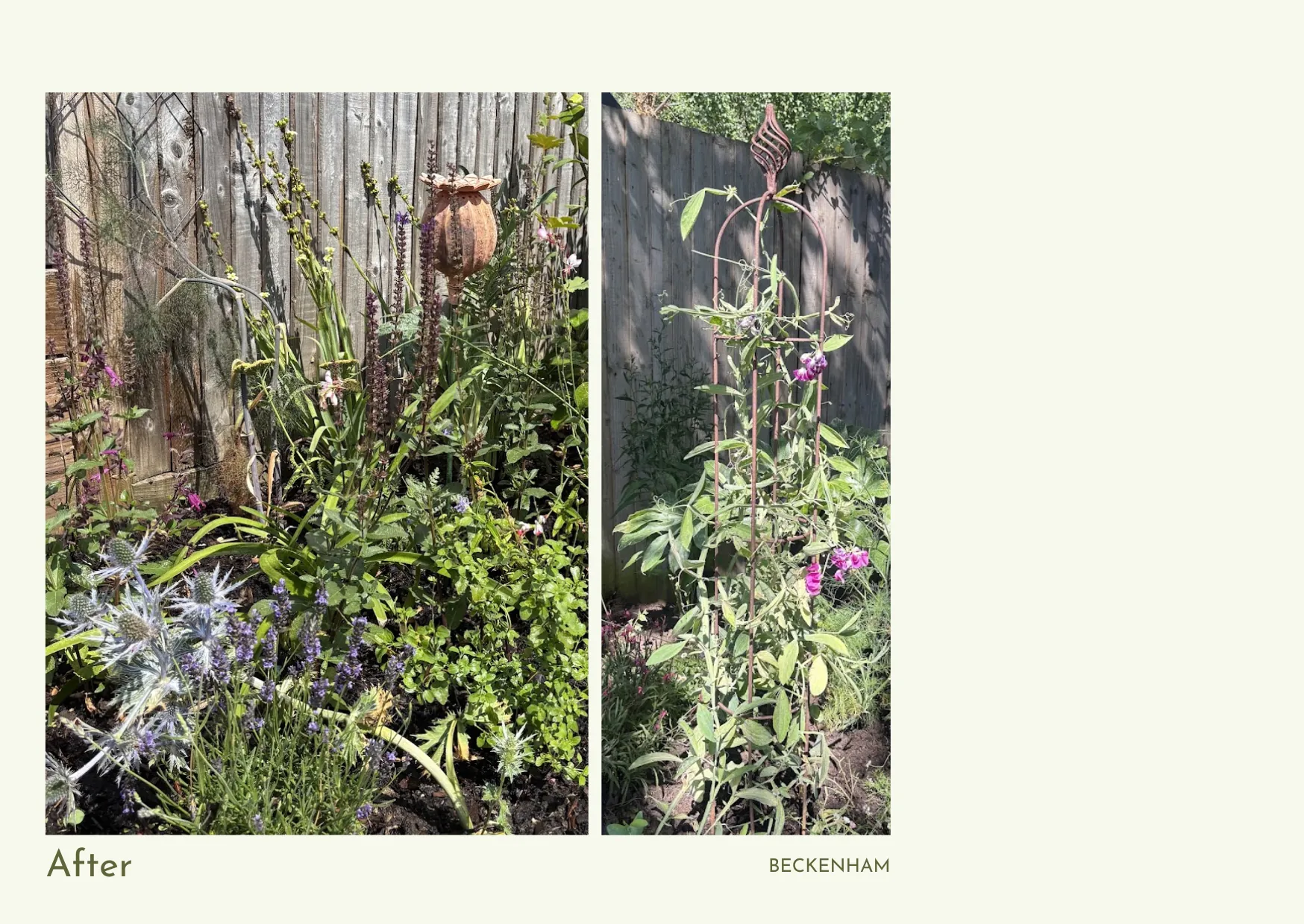 After — a Beckenham garden border with flowering perennials, climbers and garden structures against a fence